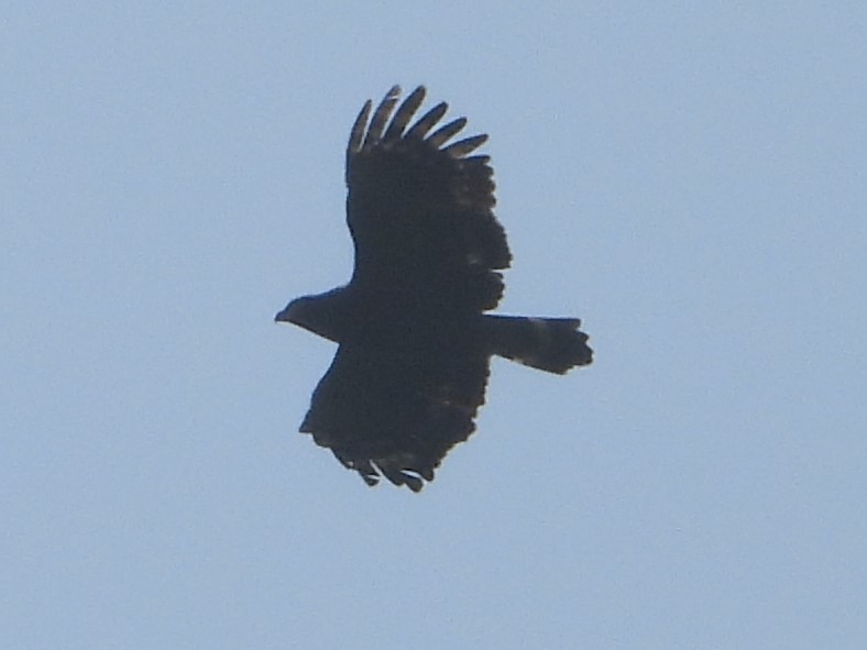 Crested Serpent-Eagle - ML615203093