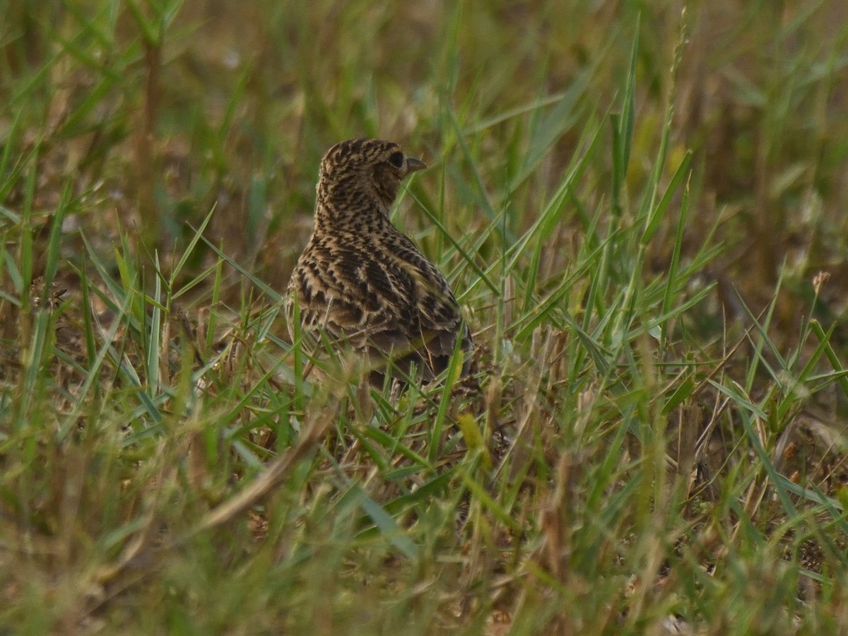 Oriental Skylark - ML615203128