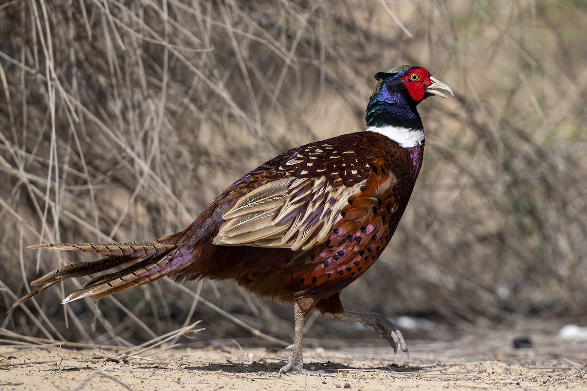 Ring-necked Pheasant - Mehmet ertan Tiryaki