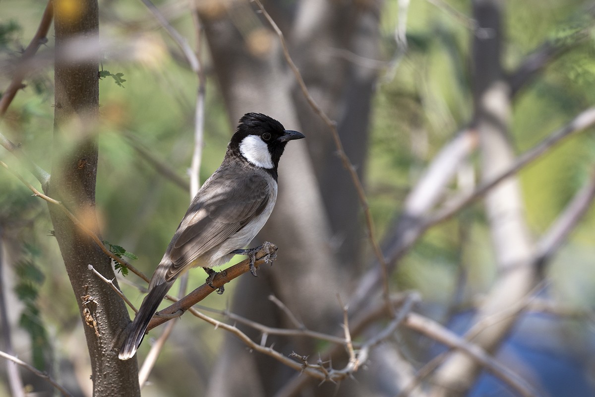 White-eared Bulbul - ML615203154