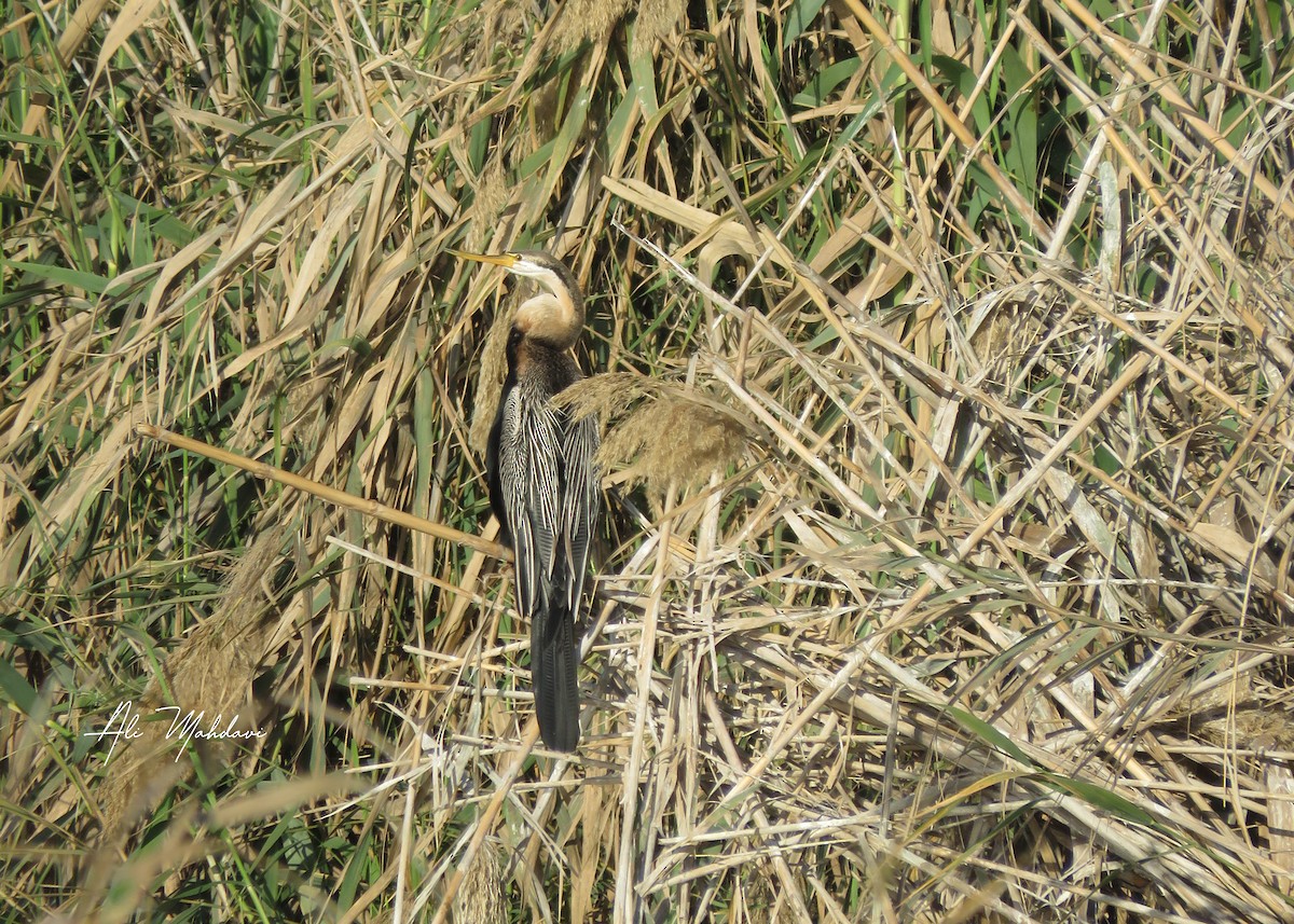 African Darter - ML615203155
