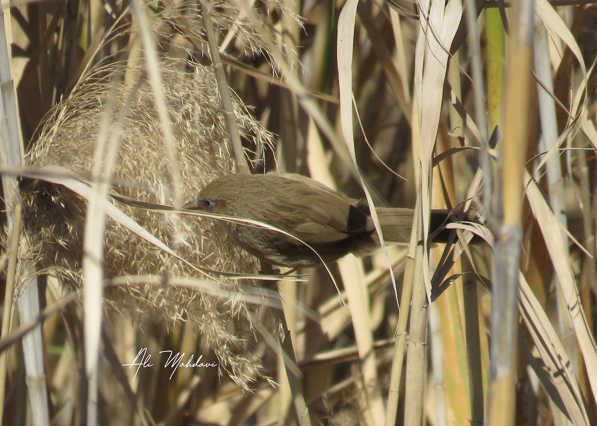 Iraq Babbler - ML615203159