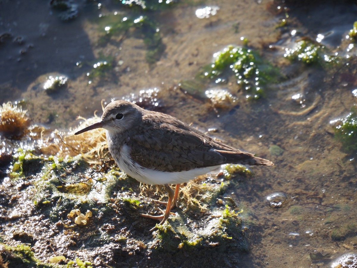 Common Sandpiper - Frank Welten