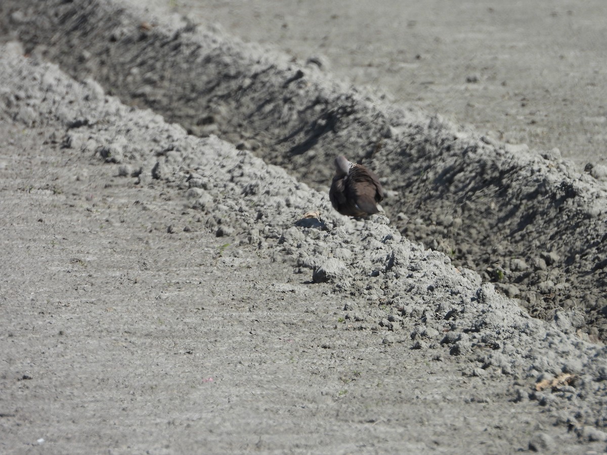 Spotted Dove - 姿穎 余