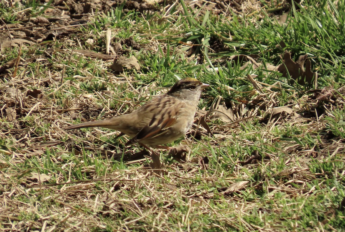 Golden-crowned Sparrow - ML615203328