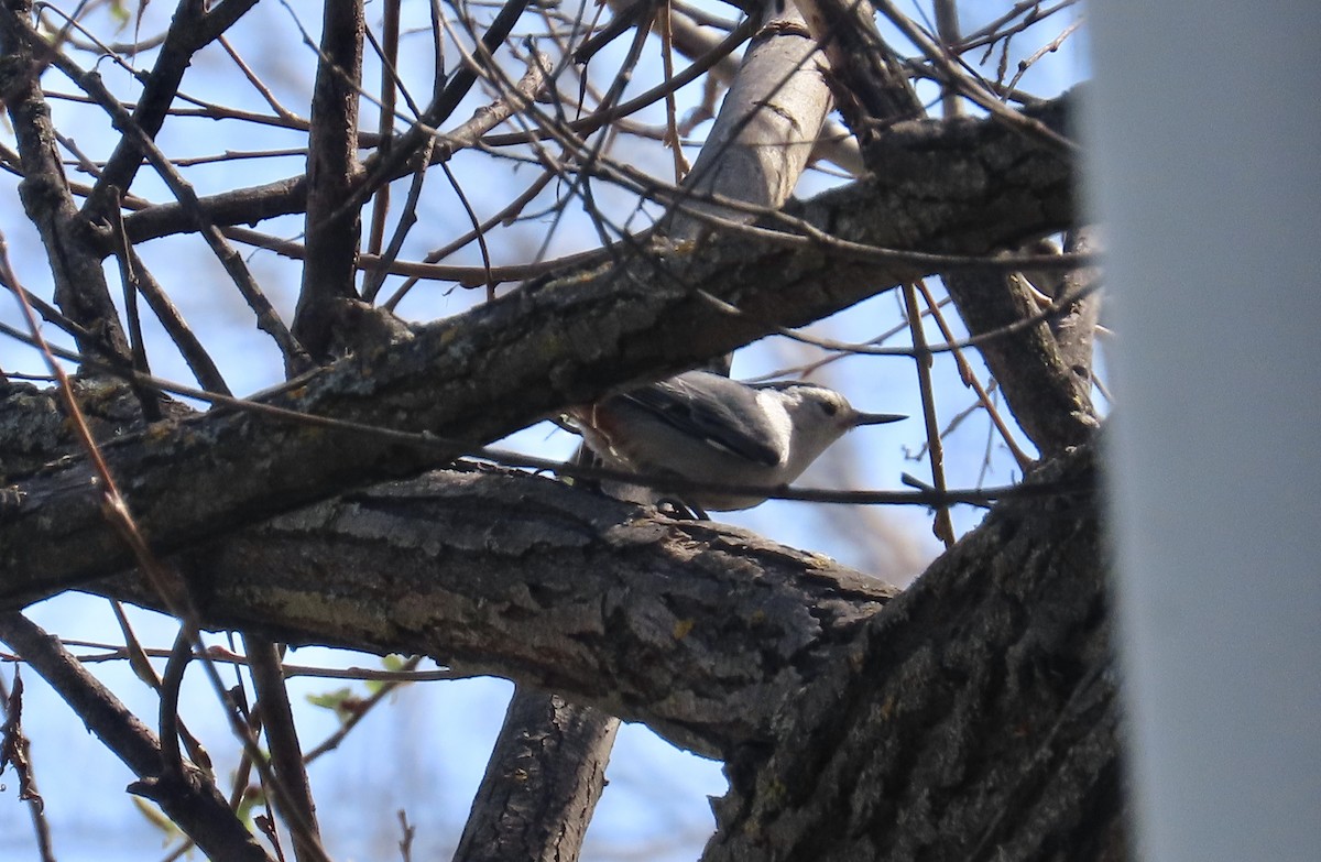 White-breasted Nuthatch - ML615203330