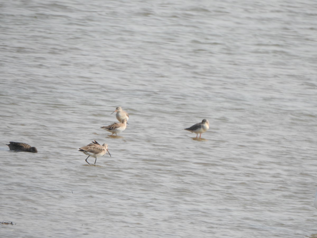 Black-tailed Godwit - Arulvelan Thillainayagam