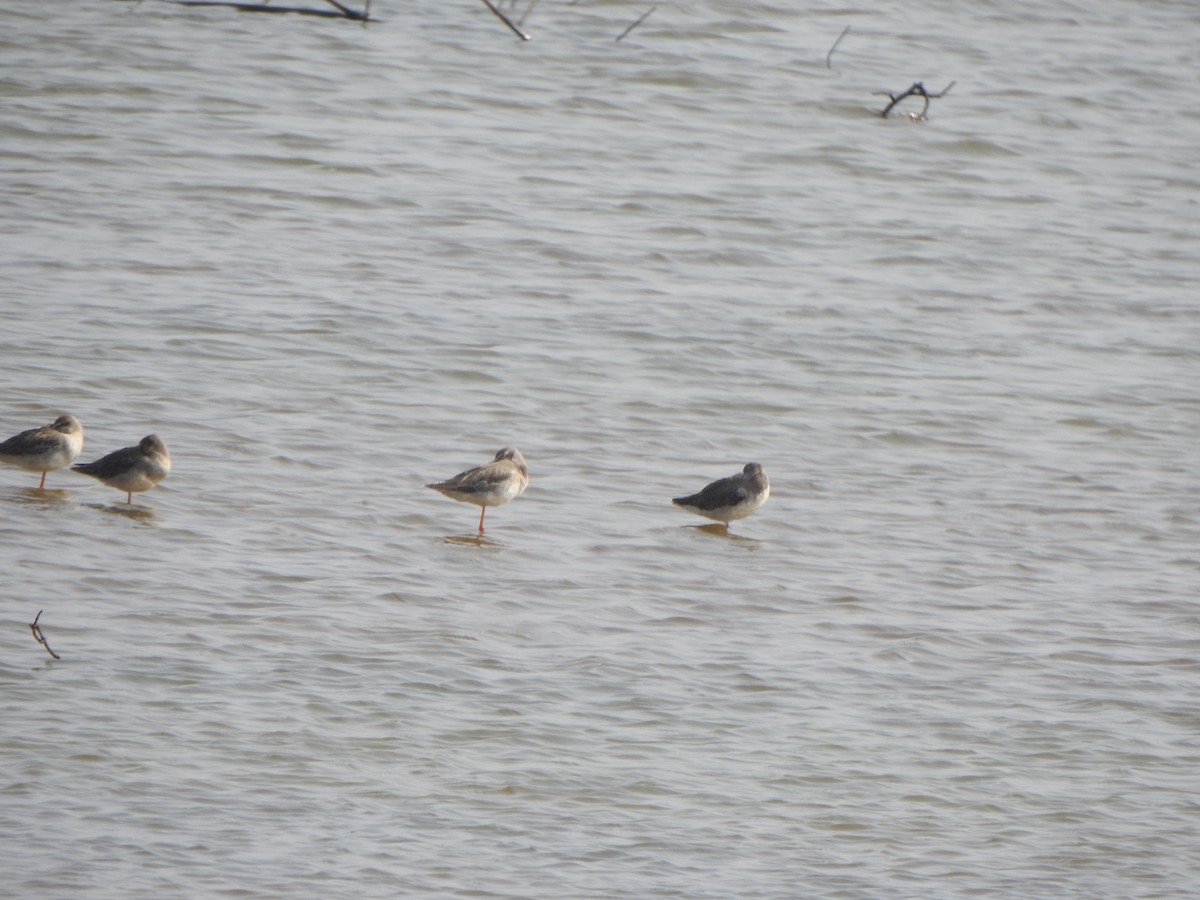 Black-tailed Godwit - ML615203367