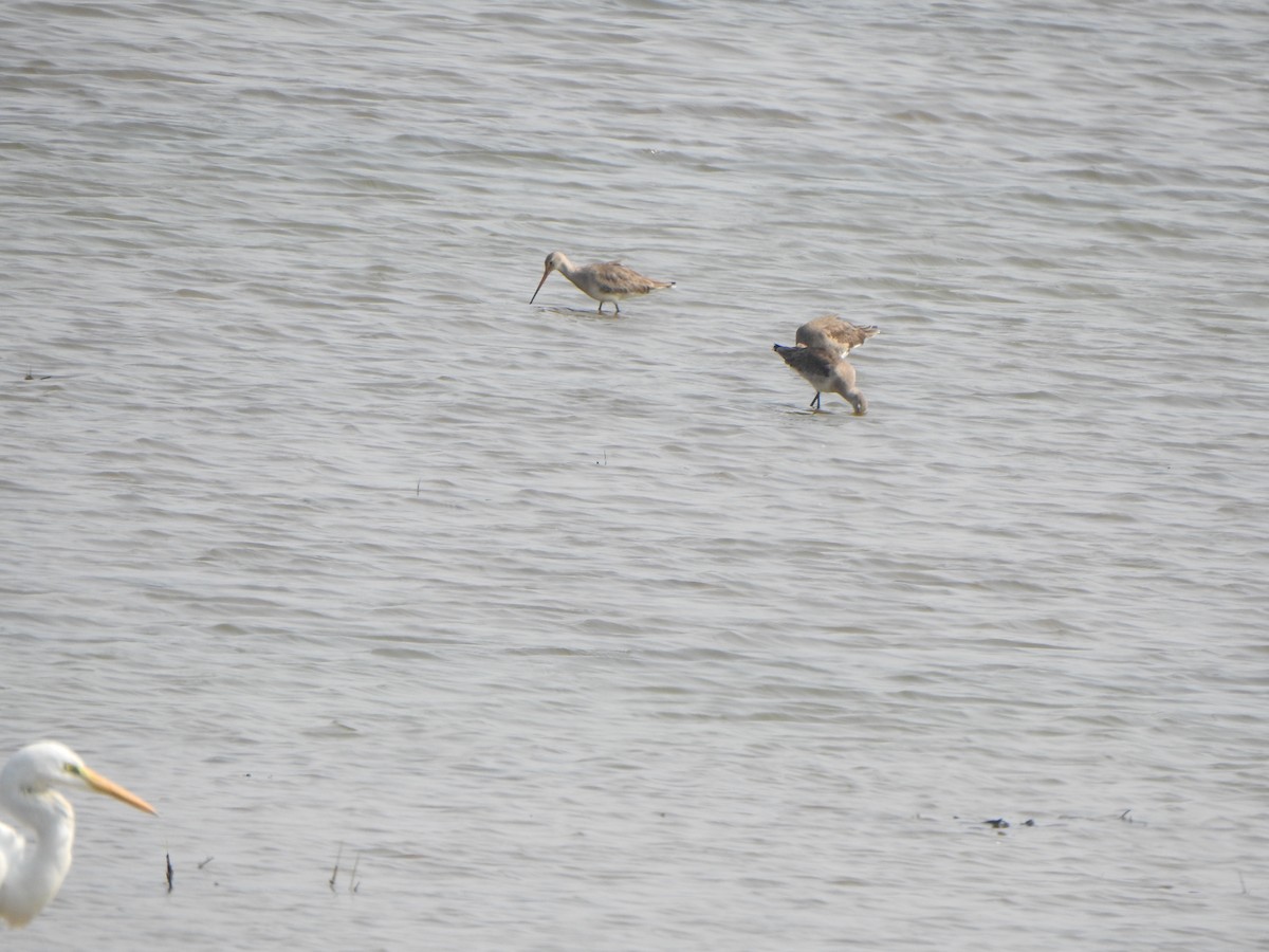 Black-tailed Godwit - ML615203378