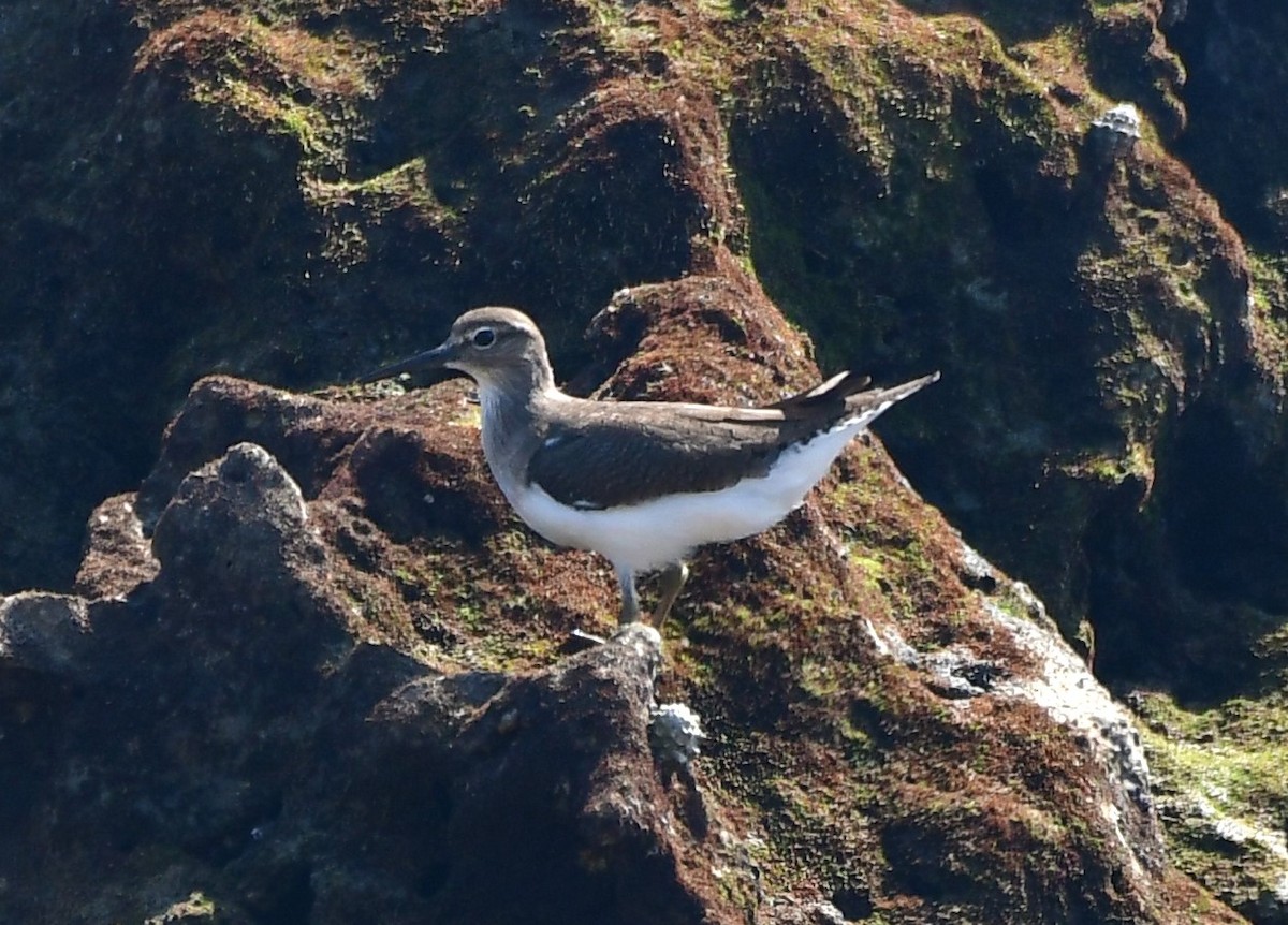 Common Sandpiper - ML615203394