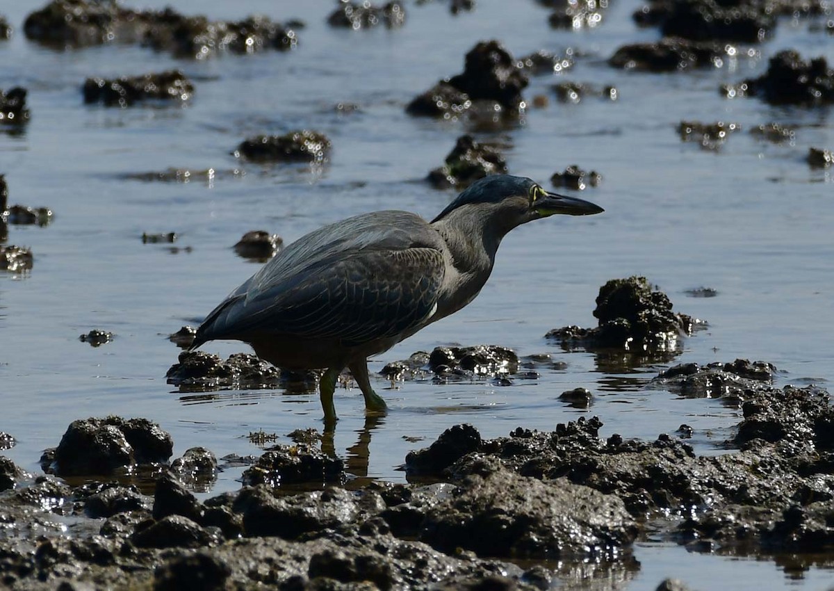 Garcilla Menor - ML615203408