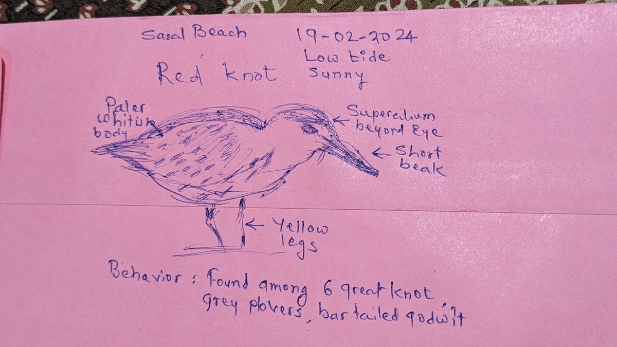 Red Knot - ML615203429