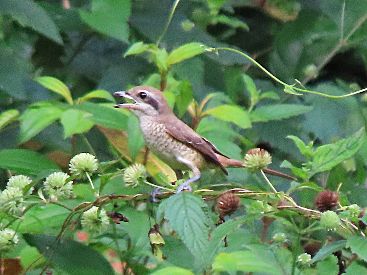 Brown Shrike - ML615203431