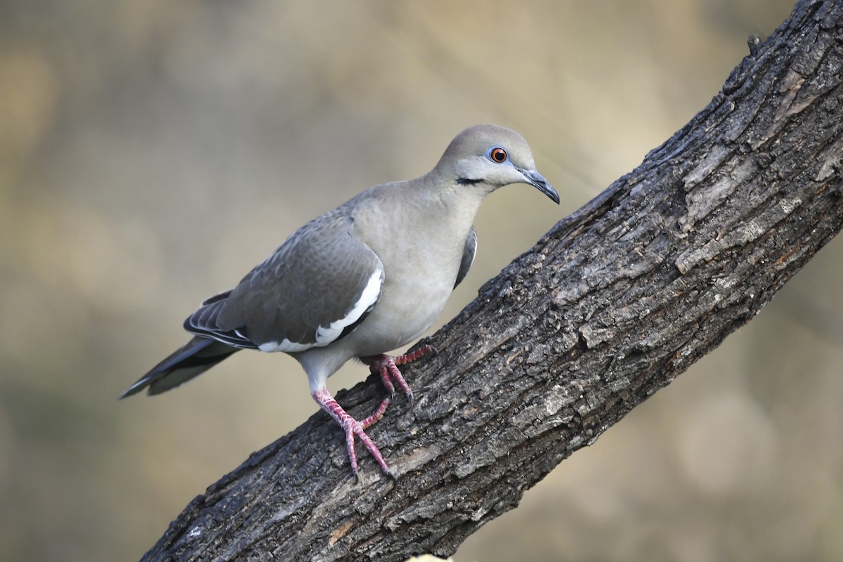 White-winged Dove - ML615203455