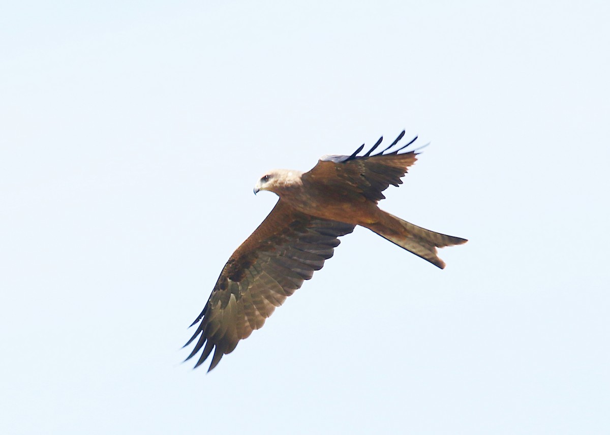 Whistling Kite - ML615203456