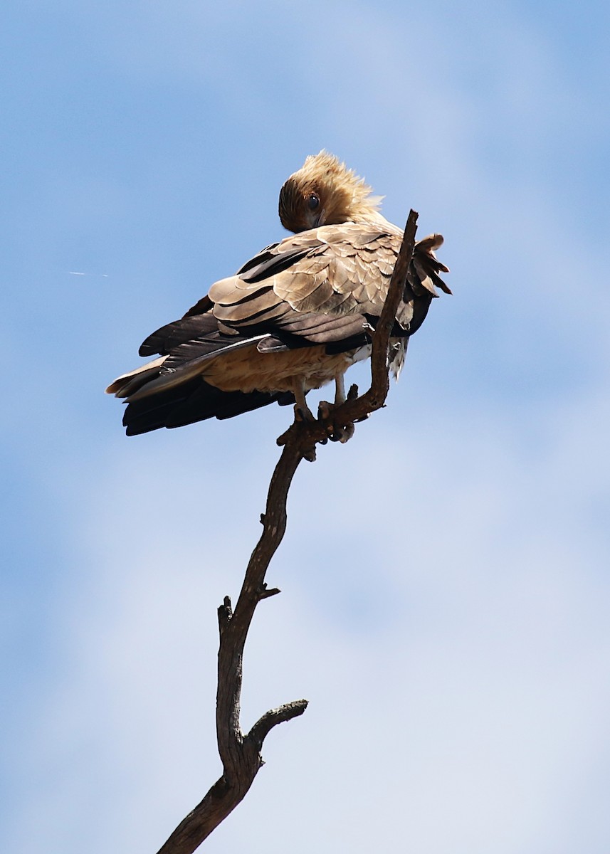 Whistling Kite - ML615203457