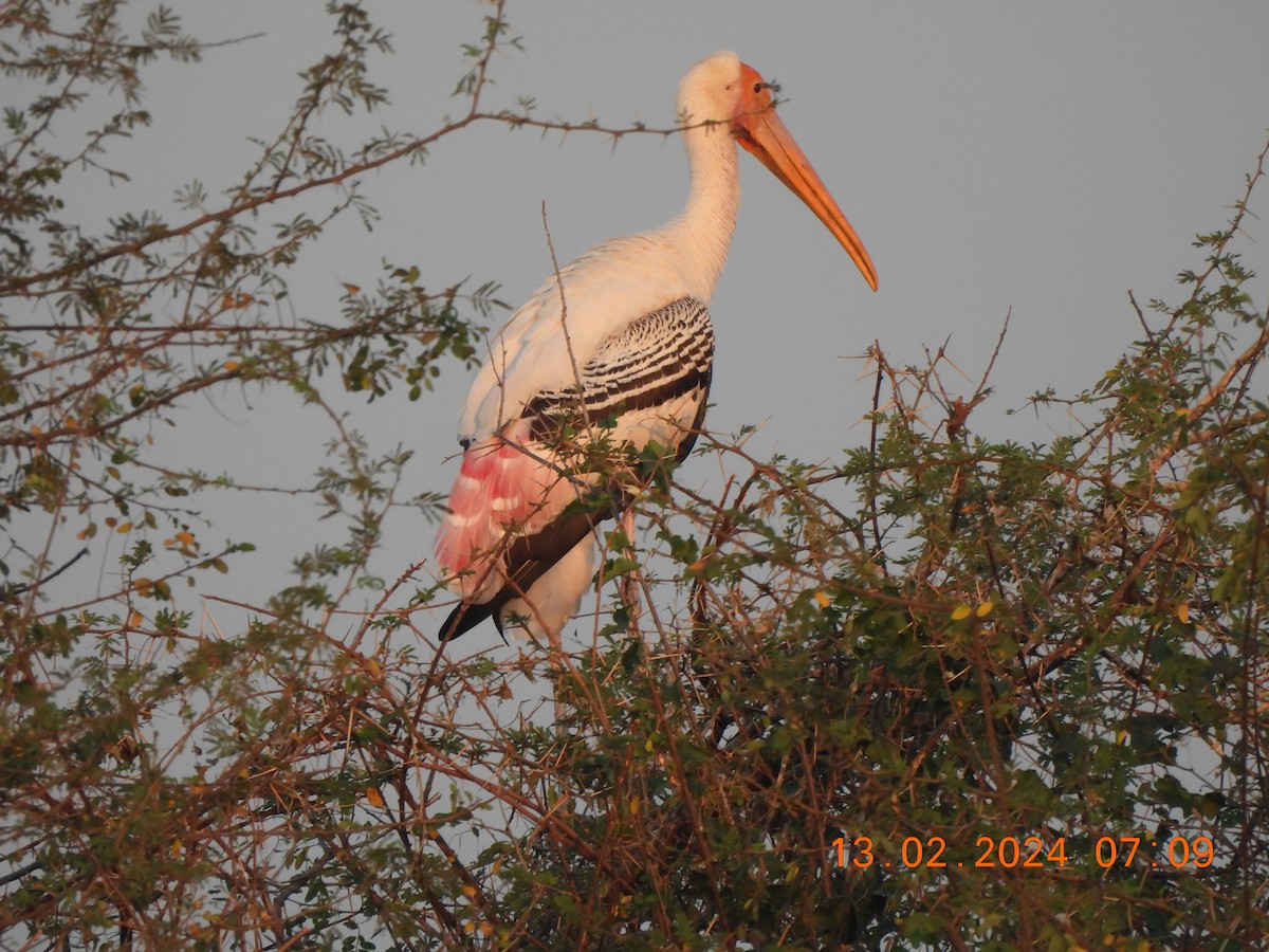 Painted Stork - Muralidharan S