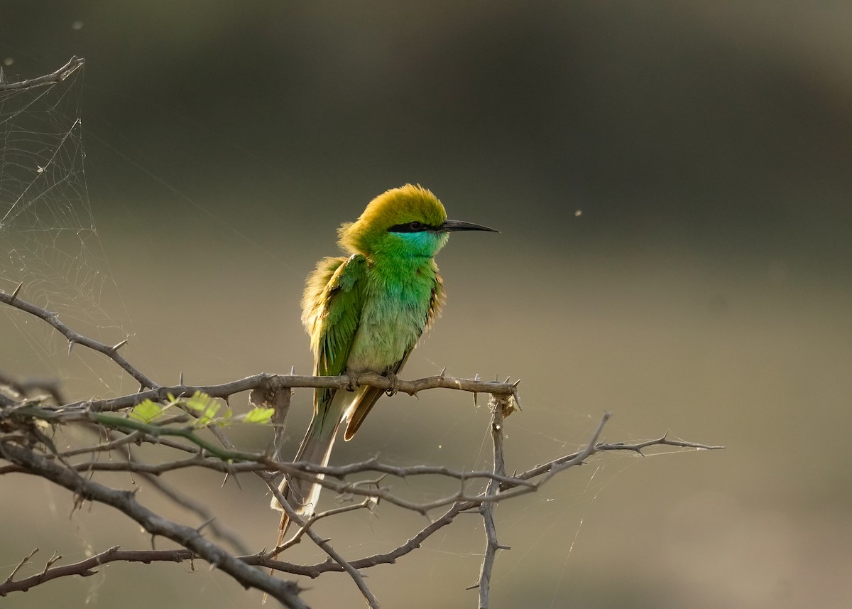 Asian Green Bee-eater - ML615203474
