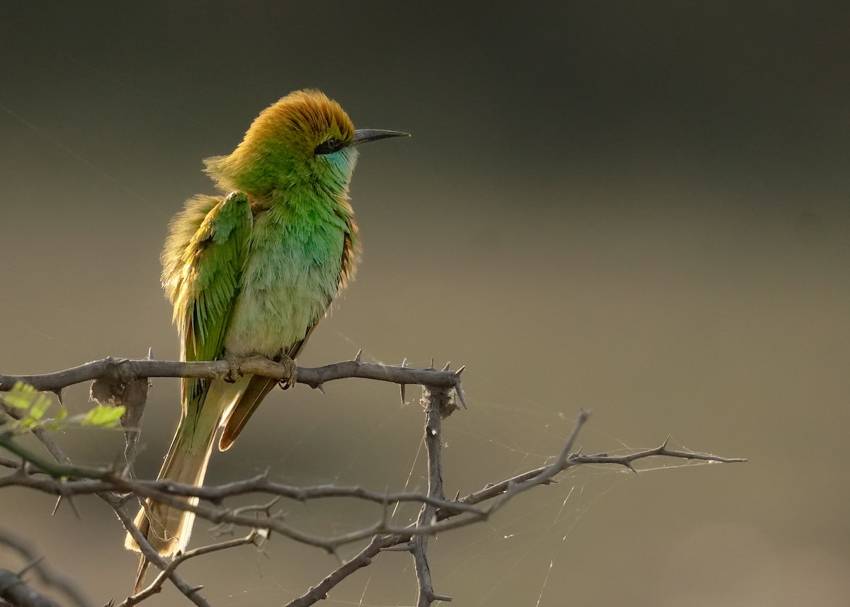 Asian Green Bee-eater - ML615203475