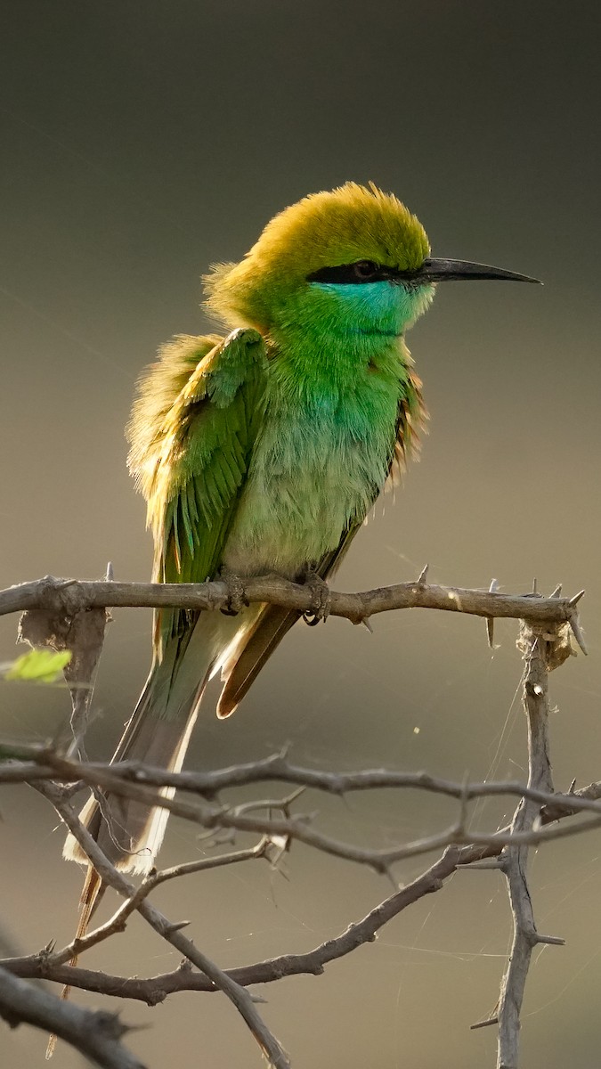 Asian Green Bee-eater - ML615203490