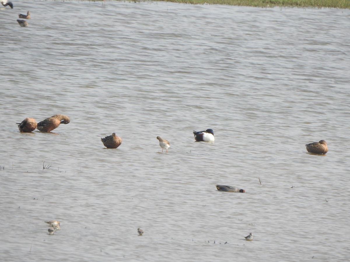 Northern Shoveler - Arulvelan Thillainayagam