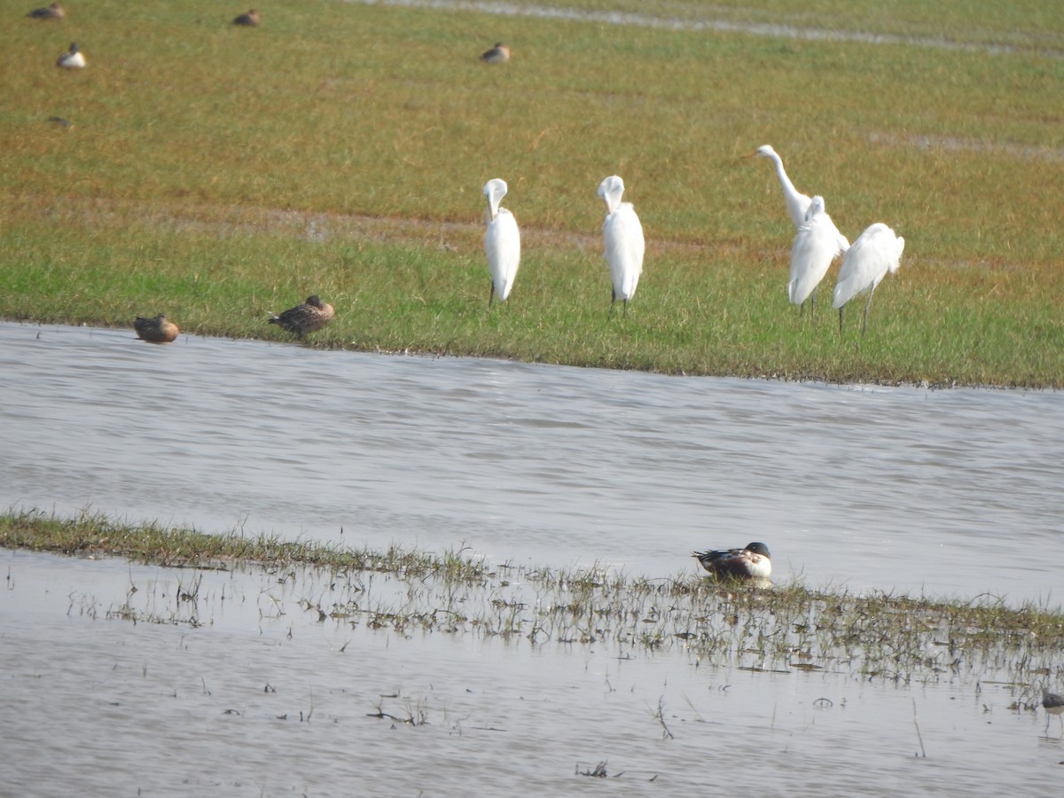 Northern Shoveler - Arulvelan Thillainayagam