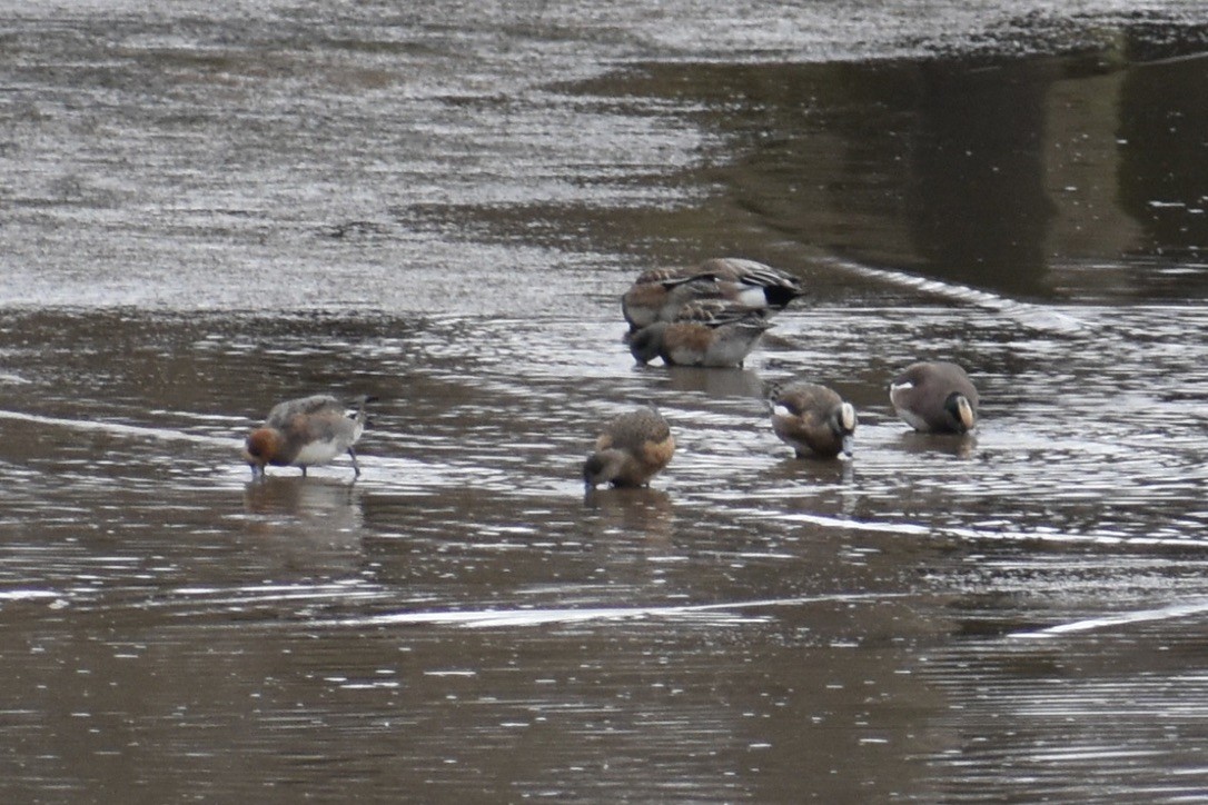 Eurasian Wigeon - Ann Robben Dott