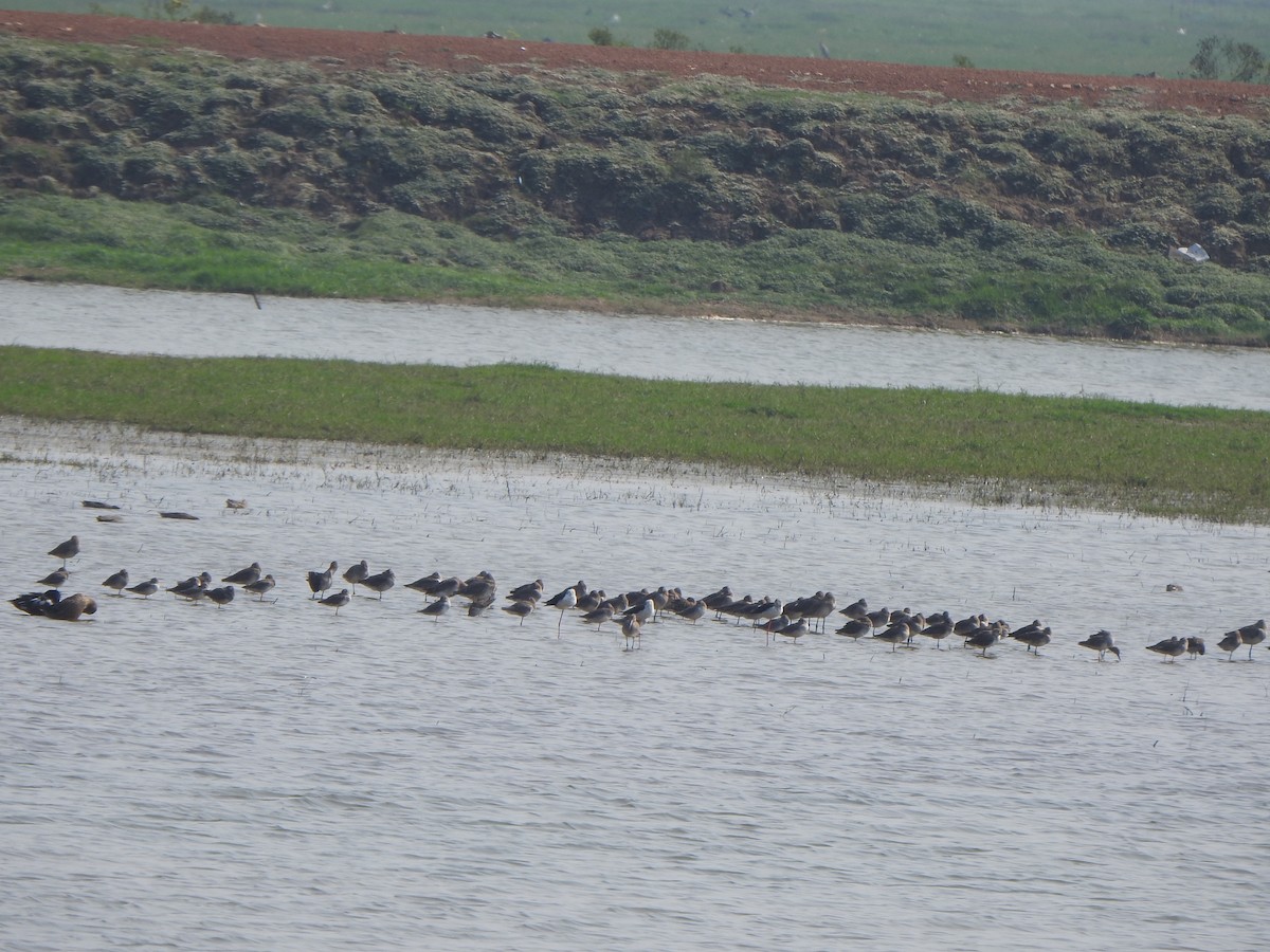 Black-tailed Godwit - ML615203525