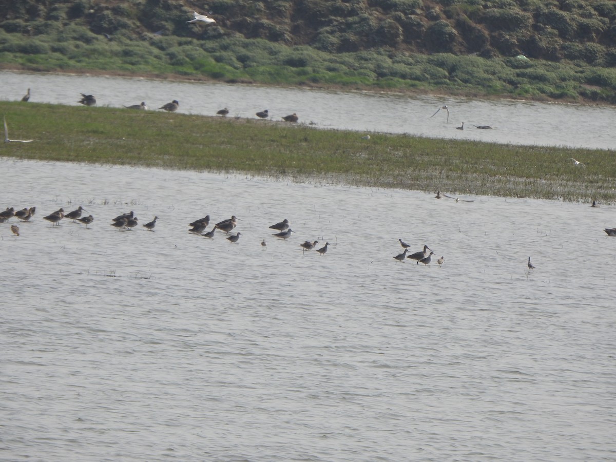 Black-tailed Godwit - ML615203526