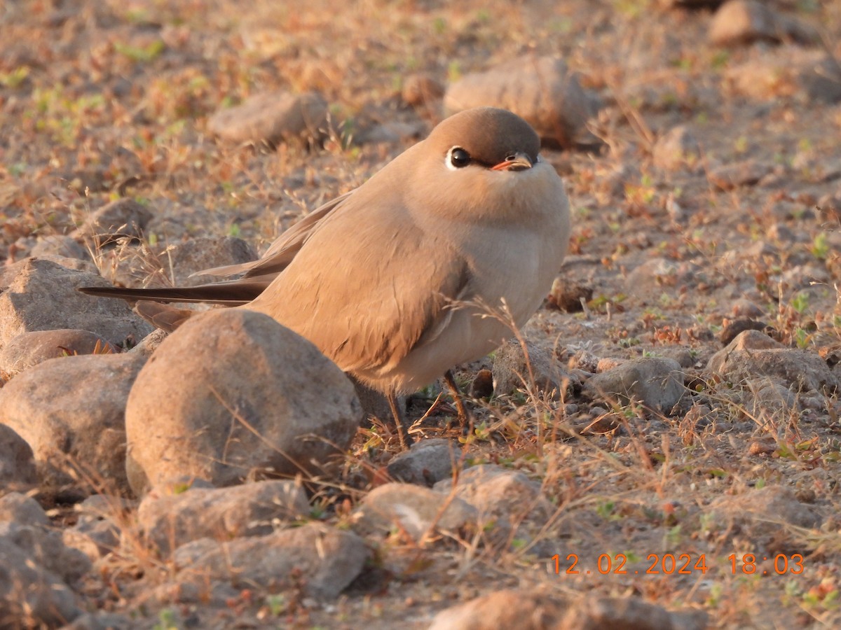 Small Pratincole - Muralidharan S