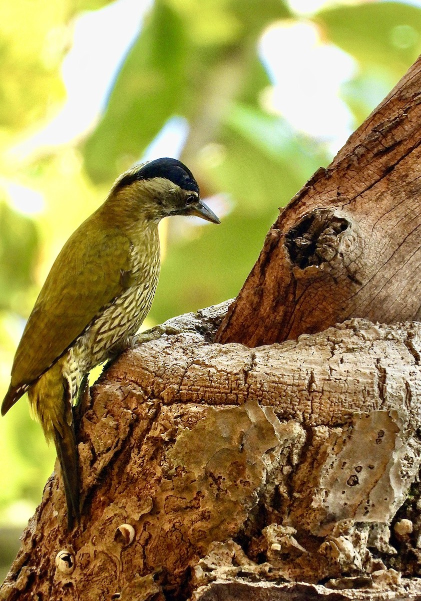 Streak-throated Woodpecker - ML615203543