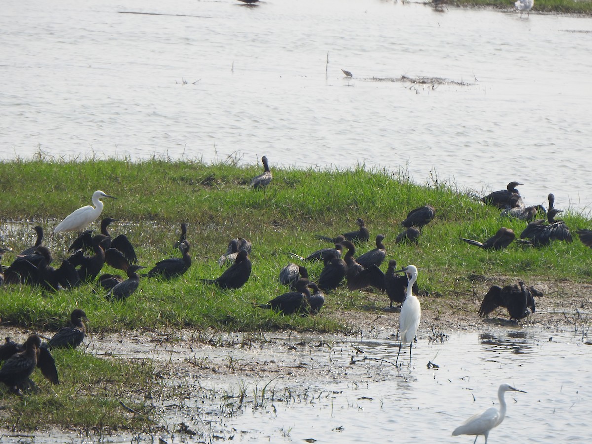 Cormorán de Java - ML615203551