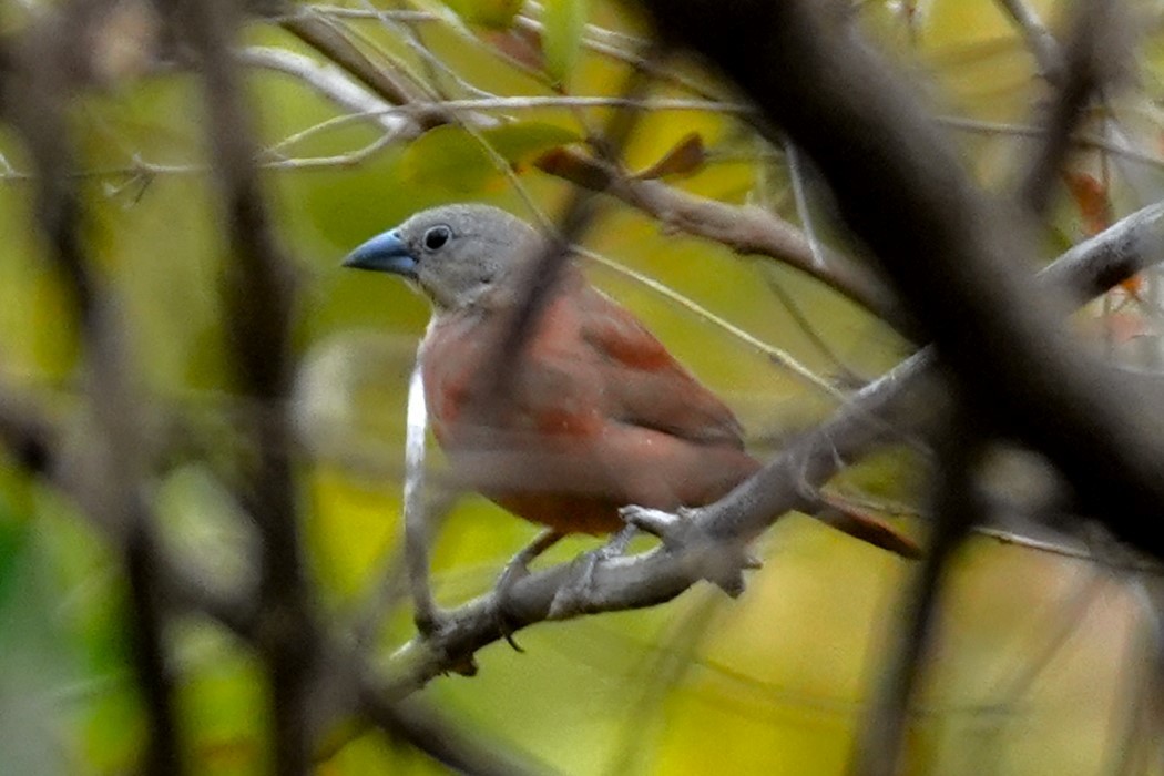 Black-faced Firefinch - ML615203556