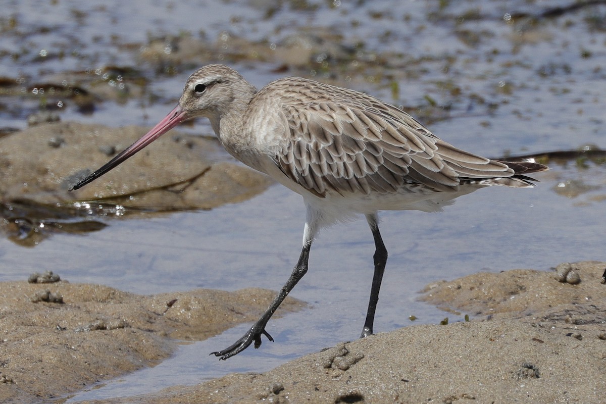 Bar-tailed Godwit - ML615203559