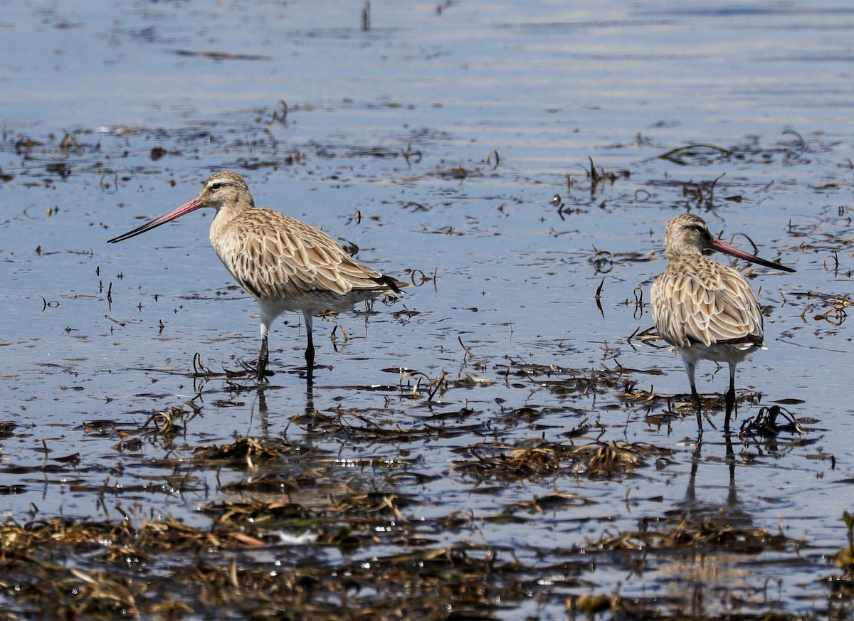 Bar-tailed Godwit - ML615203560