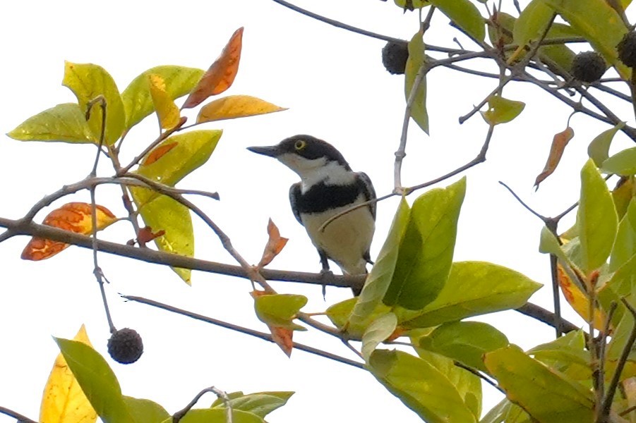 Senegal Batis - Anonymous