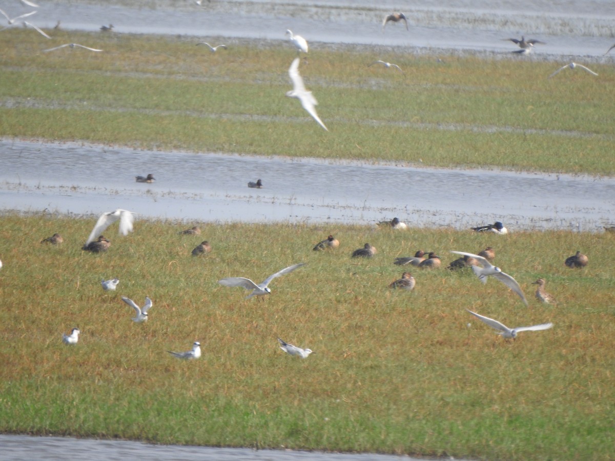 Northern Pintail - ML615203602