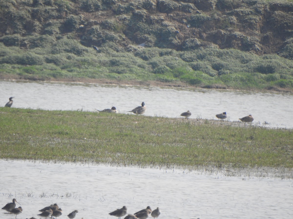 Northern Pintail - ML615203603