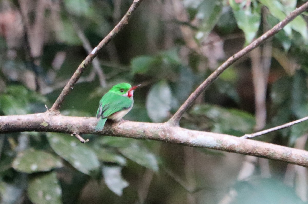 Broad-billed Tody - ML615203609