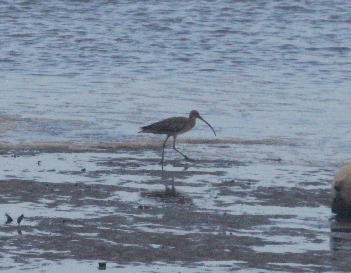 Far Eastern Curlew - Tim Robinson