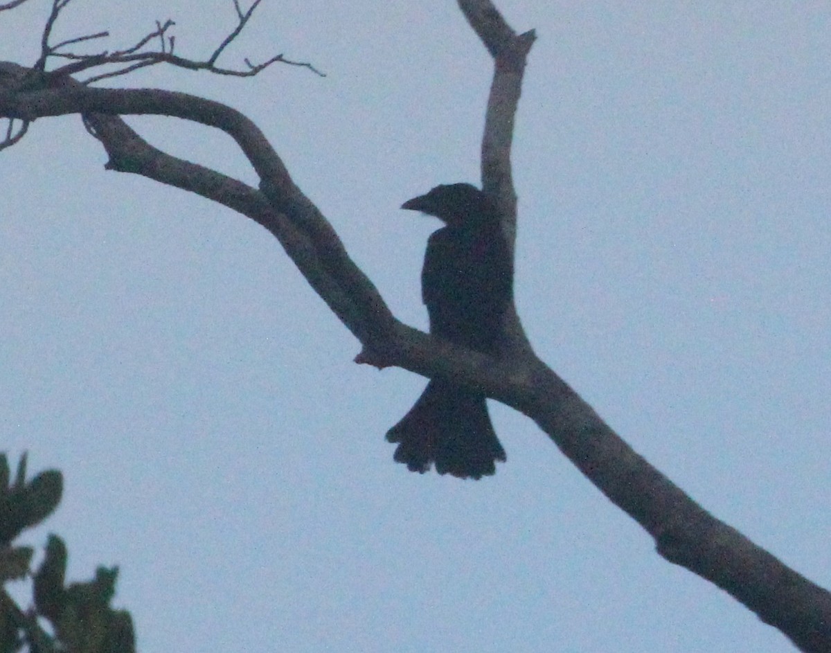 Spangled Drongo - ML615203621