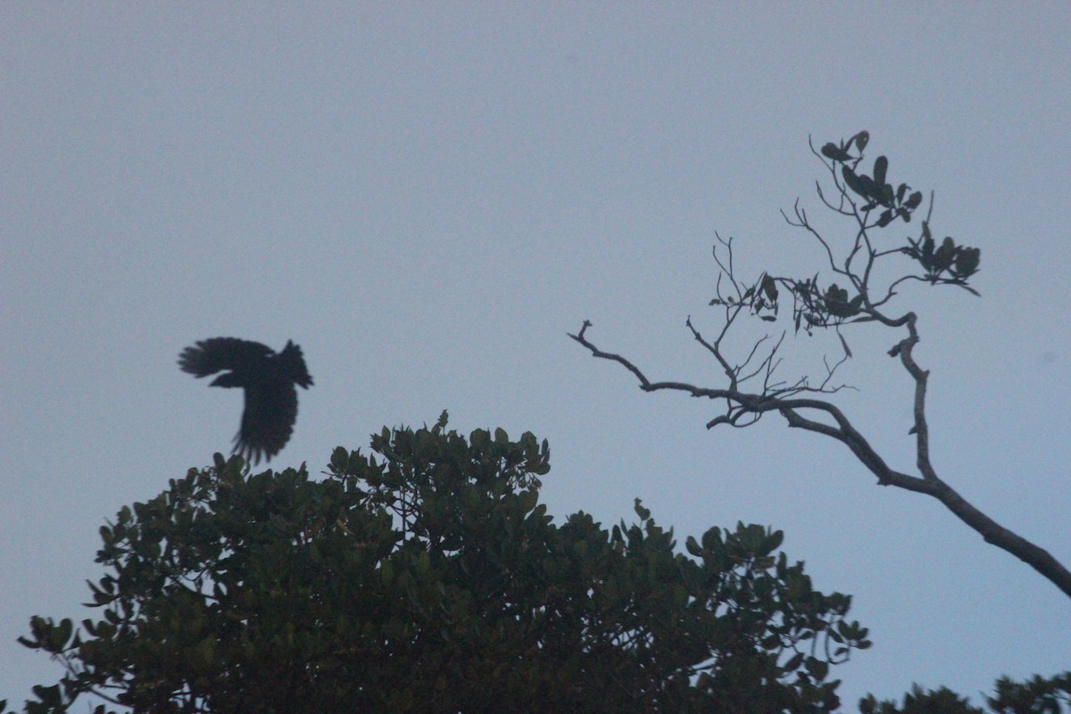 Spangled Drongo - Tim Robinson