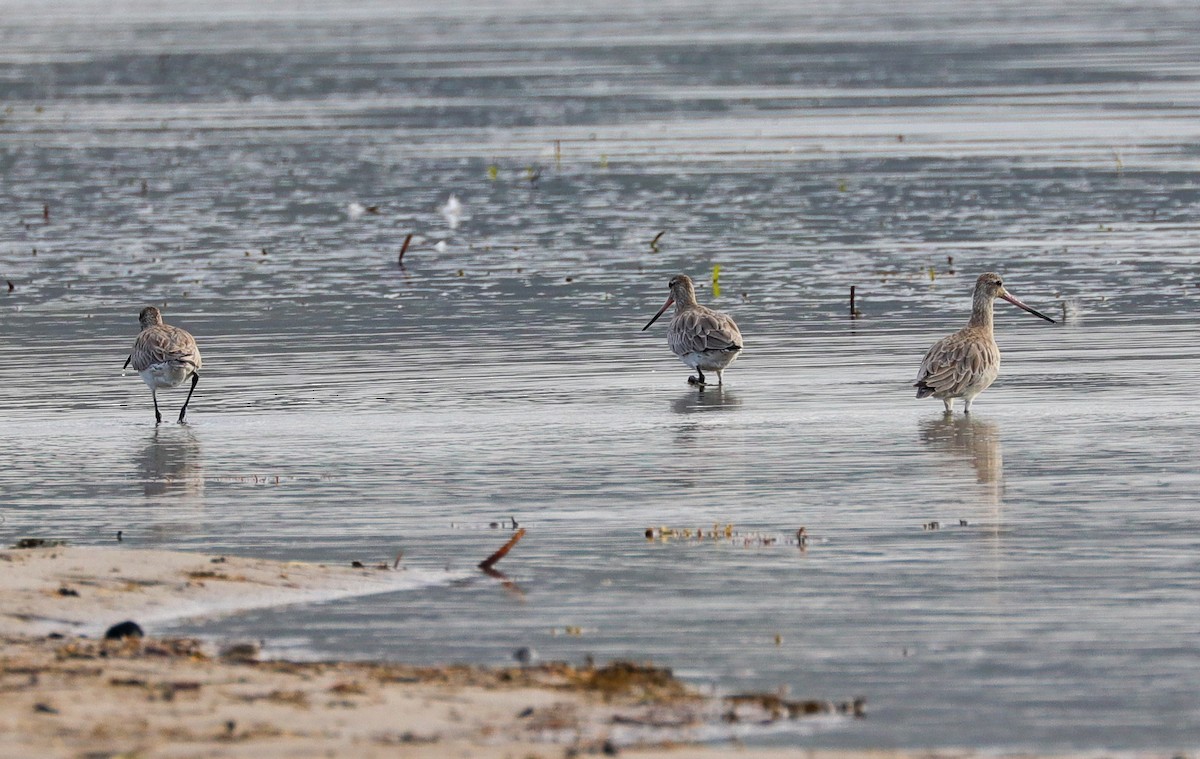 Bar-tailed Godwit - ML615203627