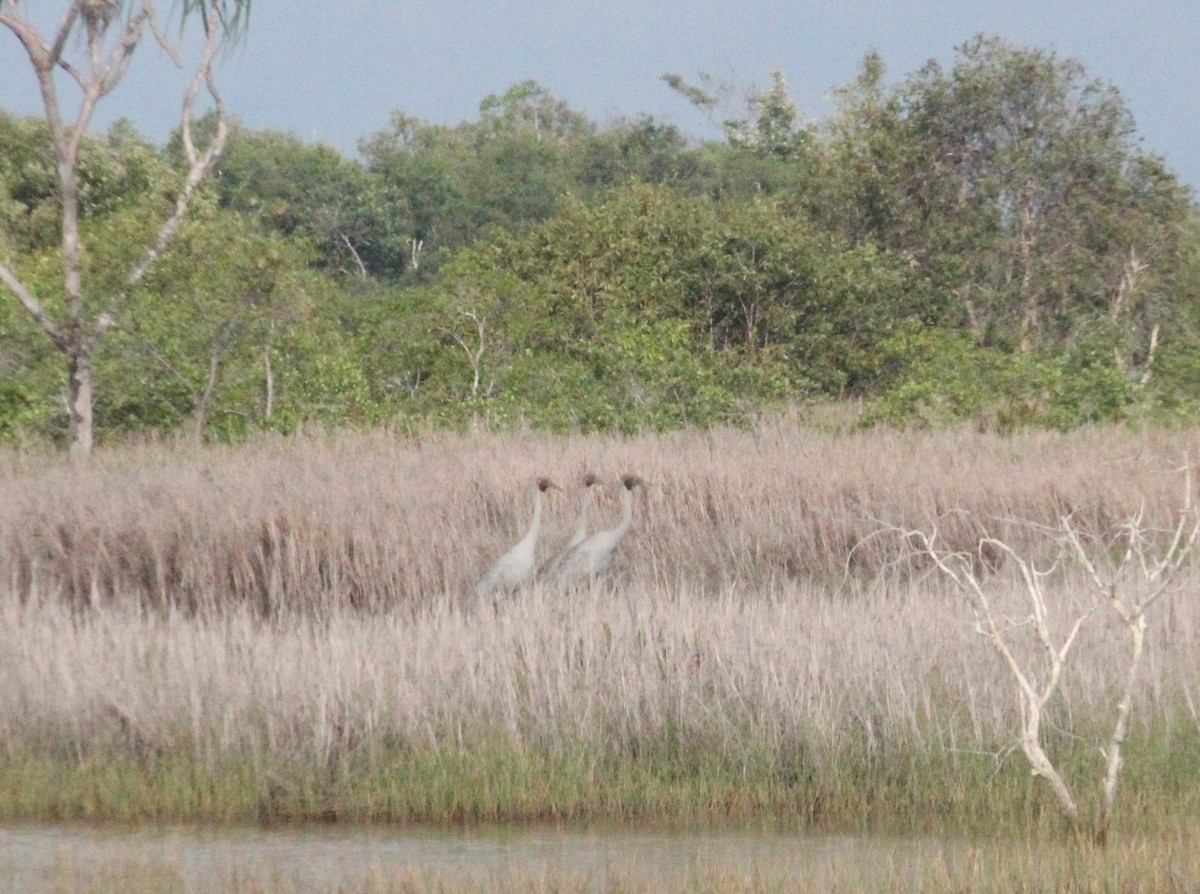 Brolga Turnası - ML615203646