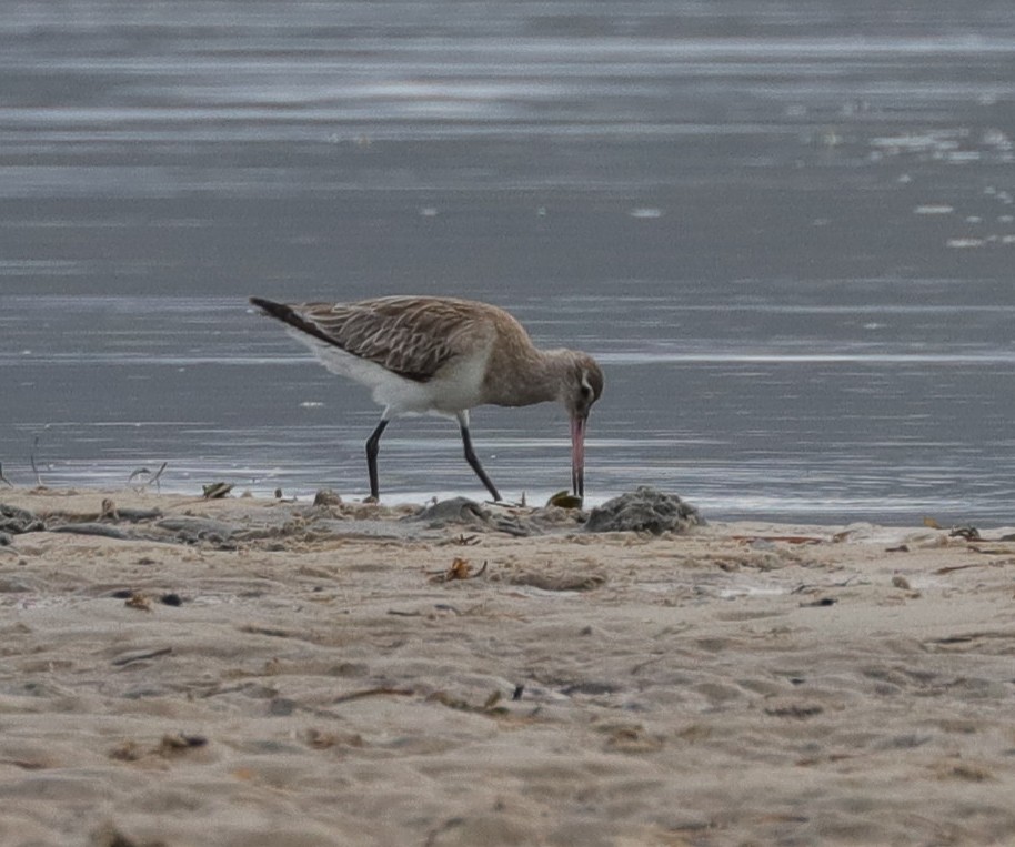 Bar-tailed Godwit - ML615203669