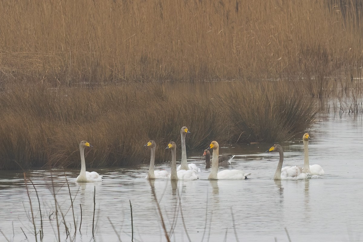 Singschwan - ML615203688