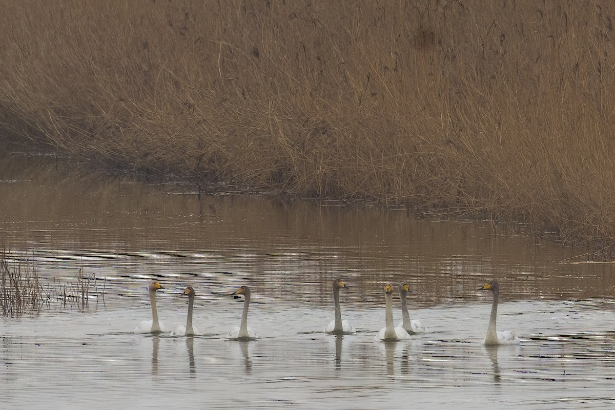 Singschwan - ML615203689