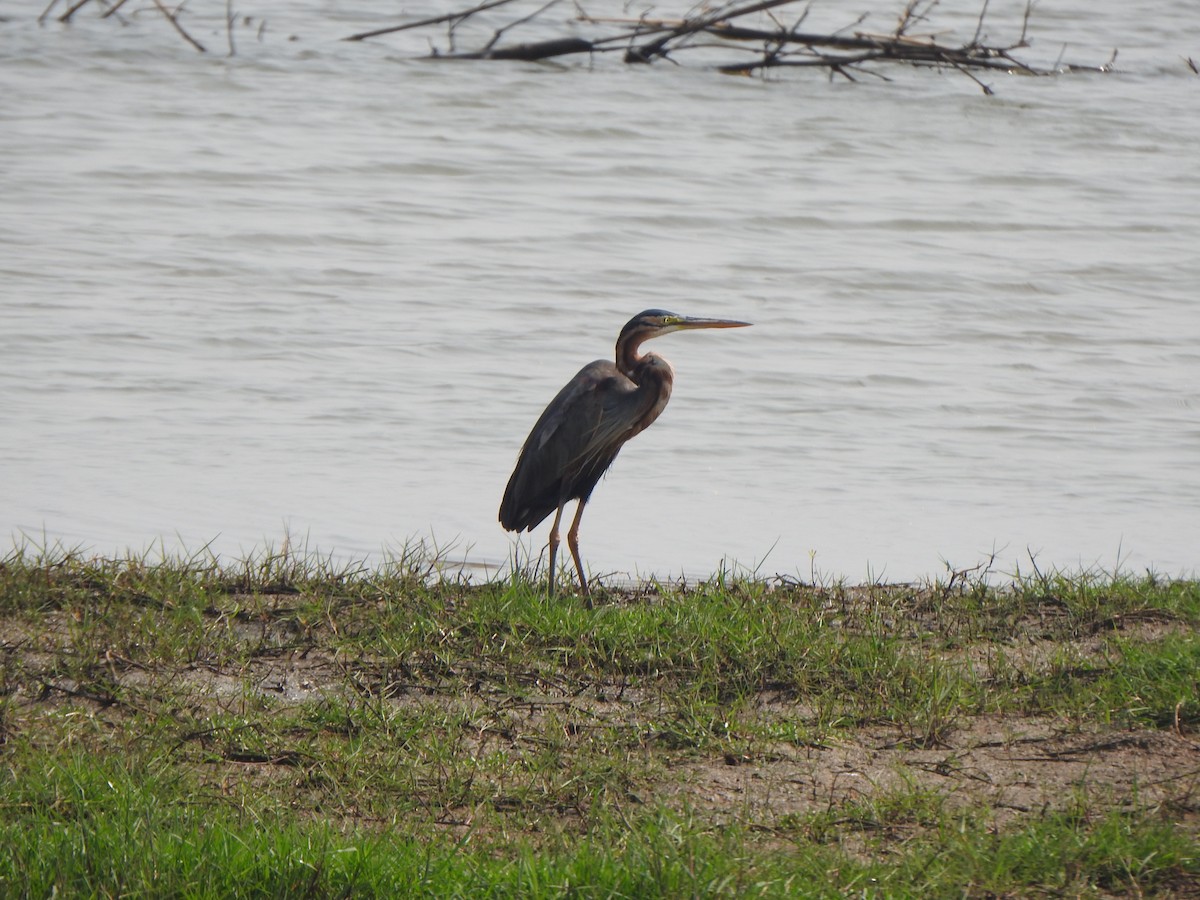 Purple Heron - ML615203693