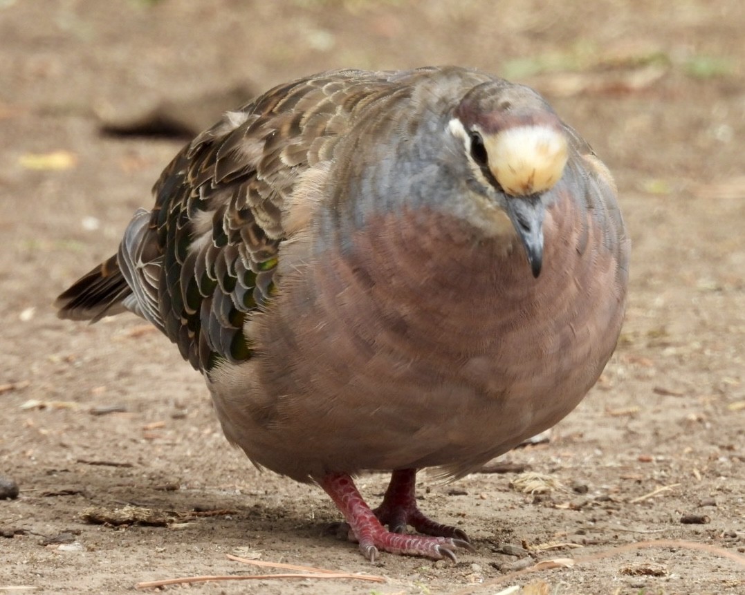 Common Bronzewing - ML615203699