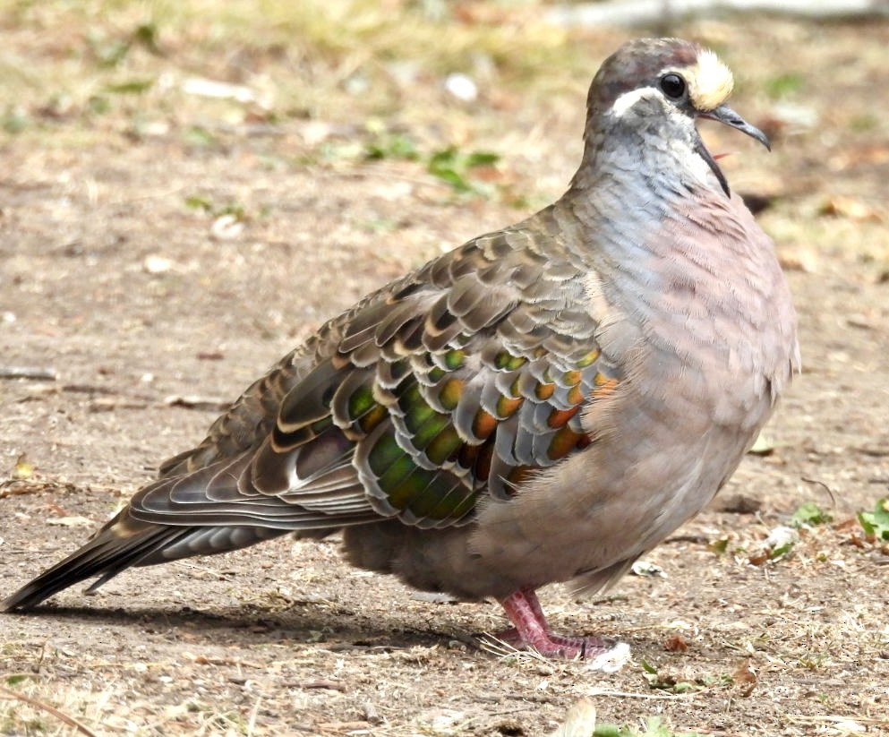 Common Bronzewing - ML615203700